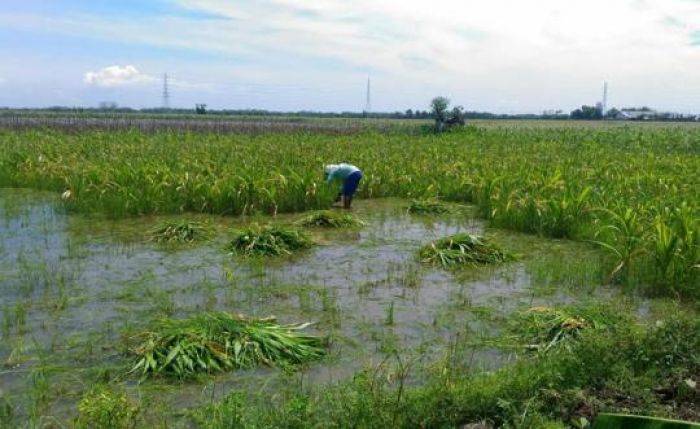 85 Hektar Tanaman Jagung Terendam Air, Petani di Desa Sumber Terancam Gagal Panen