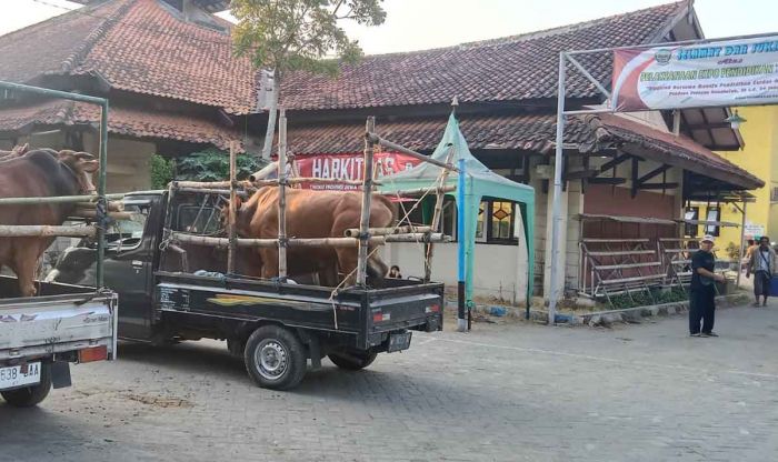 Jelang Idul Adha, Lalu Lintas Ternak di Bangkalan Meroket, Vaksin dan Eartag Diwajibkan Jelang Idul Adha, Lalu Lintas Ternak di Bangkalan Meroket, Vaksin dan Eartag Diwajibkan