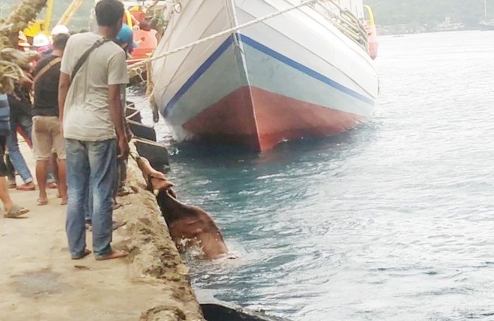 Pelabuhan Tanjung Wangi Mendadak Jadi Tempat Bongkar Muat Hewan Ternak, Seekor Sapi Tercebur ke Laut