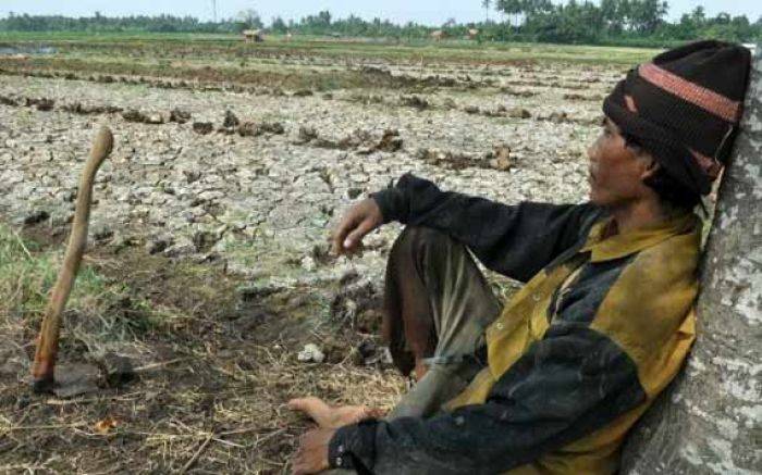 Gagal Panen di Lamongan Meluas, 13 Kecamatan Kekeringan Gagal Panen di Lamongan Meluas, 13 Kecamatan Kekeringan