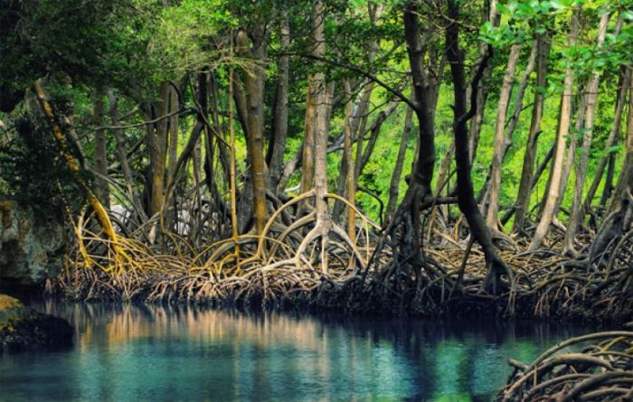 Tanaman Mangrove sebagai Mitigasi Pemanasan Global Tanaman Mangrove sebagai Mitigasi Pemanasan Global