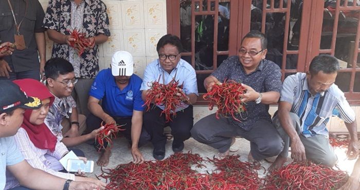 ​Harga Cabai Makin Anjlok, Kementan Turun Tangan Bantu Petani di Tuban