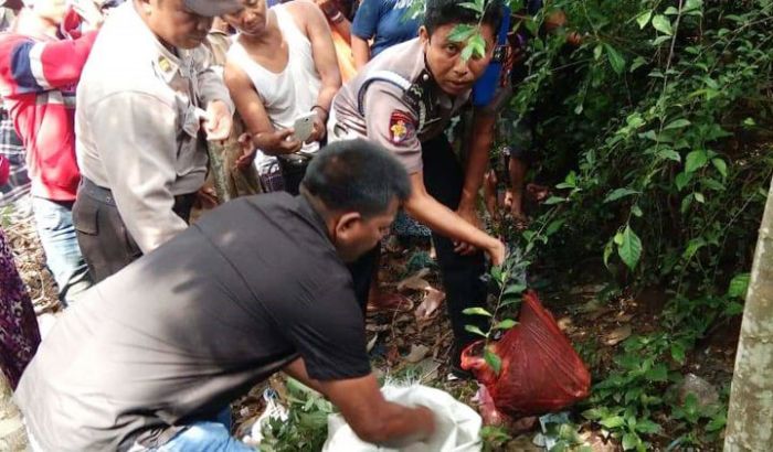 Mayat Bayi Laki-Laki Terbungkus Kresek Merah Ditemukan di Tanah Tegalan Desa Gambiran Jember Mayat Bayi Laki-Laki Terbungkus Kresek Merah Ditemukan di Tanah Tegalan Desa Gambiran Jember
