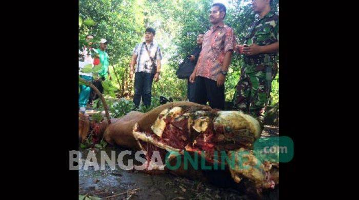 Pencuri Sapi di Kediri Tinggalkan Bangkai di Sawah