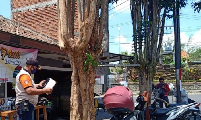 Waspadai Bahaya Angin Kencang, BPBD Kota Batu Mulai Inventarisasi Pohon Rawan Tumbang