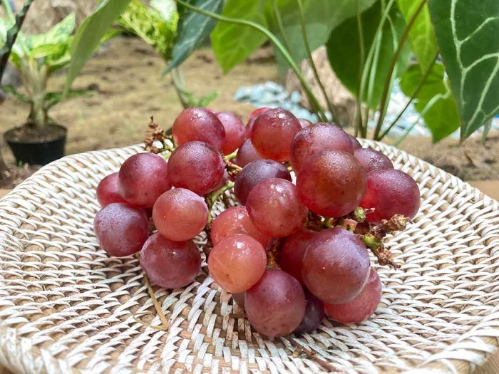 4 Manfaat Konsumsi Anggur Merah untuk Kesehatan Tubuh 4 Manfaat Konsumsi Anggur Merah untuk Kesehatan Tubuh