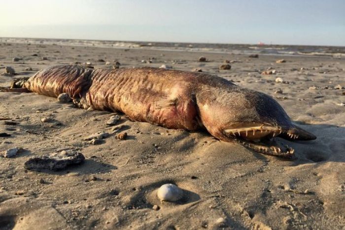 Usai Badai Harvey, Bangkai Monster Laut Misterius Teronggok di Pantai Texas 