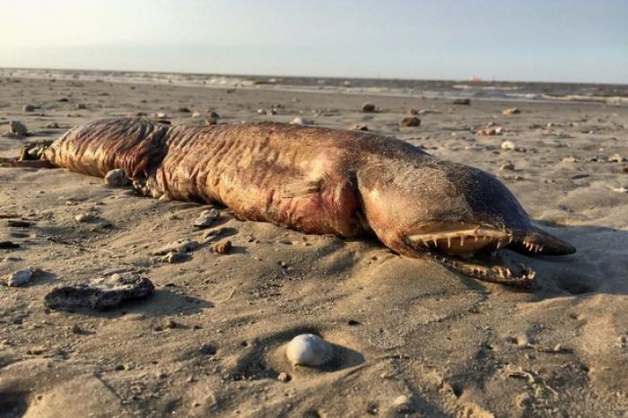 Usai Badai Harvey, Bangkai Monster Laut Misterius Teronggok di Pantai Texas Usai Badai Harvey, Bangkai Monster Laut Misterius Teronggok di Pantai Texas