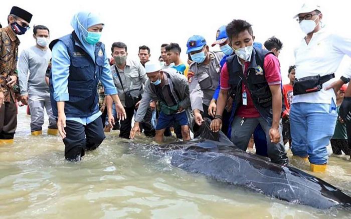Khofifah Ingatkan Pentingnya Perlindungan dan Pelestarian Mamalia Laut di Hari Konvensi Ikan Paus Khofifah Ingatkan Pentingnya Perlindungan dan Pelestarian Mamalia Laut di Hari Konvensi Ikan Paus