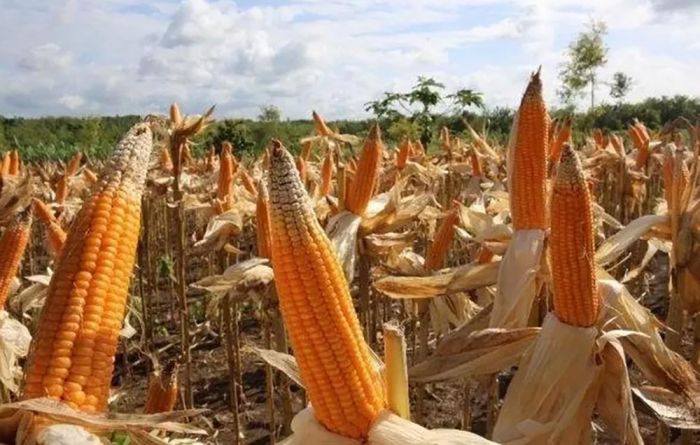 Hingga Januari, Bulog Bojonegoro Serap Jagung Pipil Kering 116 Ton