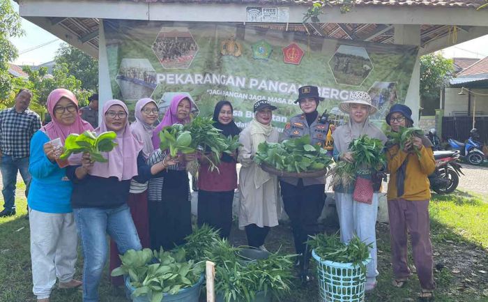 Polsek Sedati dan Warga Swan Regency Buncitan Panen Sayuran Perdana Polsek Sedati dan Warga Swan Regency Buncitan Panen Sayuran Perdana