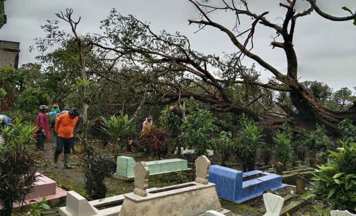 Pohon Tumbang di Kota Batu Timpa Bangunan hingga Kuburan Pohon Tumbang di Kota Batu Timpa Bangunan hingga Kuburan