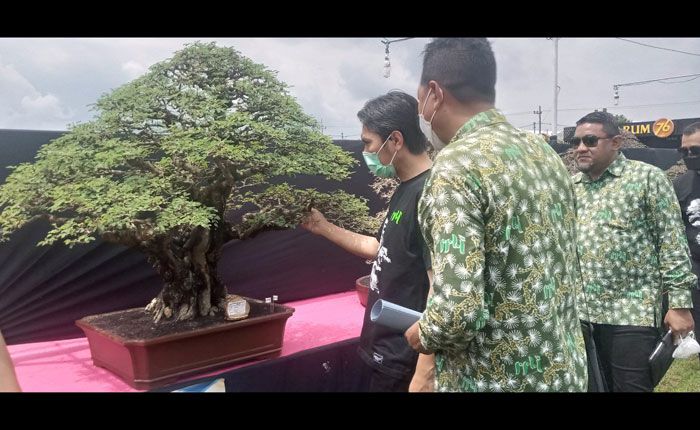 Gali Potensi Penggiat Bonsai di Madiun, PPBI Gelar Pameran dan Kontes Bonsai Gali Potensi Penggiat Bonsai di Madiun, PPBI Gelar Pameran dan Kontes Bonsai