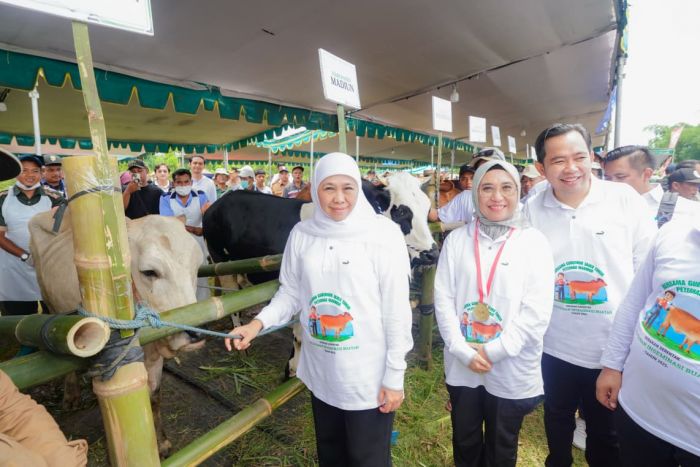 Gerakan Serentak Inseminasi Buatan, Gubernur Khofifah: Jika Masif, Indonesia Swasembada Daging 2029