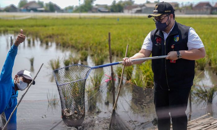 Bupati Kediri Prediksi Nilai Ekonomi Benih Lele Capai 4 Triliun Usai Bandara Beroperasi