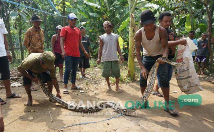 Warga Jombang Tangkap Ular Sanca Sepanjang 4 Meter di Sungai Warga Jombang Tangkap Ular Sanca Sepanjang 4 Meter di Sungai