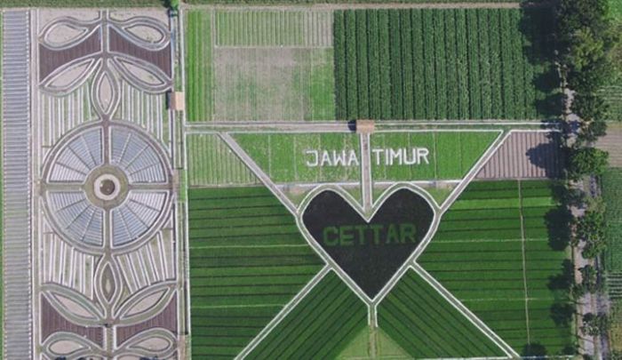 Petani di Kediri Sulap Sawah jadi Crop Circle