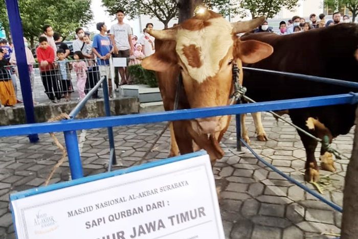 Kurban 1 Ton Sapi, Gubernur Khofifah Persembahkan untuk Tujuh Gubernur Jatim Pendahulunya Kurban 1 Ton Sapi, Gubernur Khofifah Persembahkan untuk Tujuh Gubernur Jatim Pendahulunya