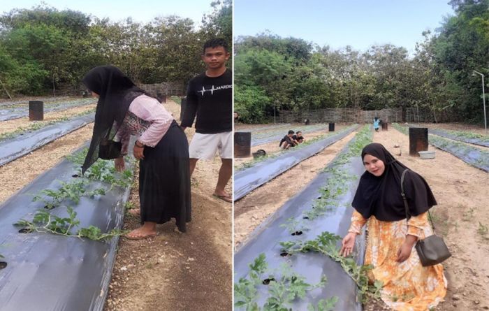 Mahasiswa KKN UTM Bangkalan Berhasil Budi Dayakan Semangka di Desa Kebun Mahasiswa KKN UTM Bangkalan Berhasil Budi Dayakan Semangka di Desa Kebun