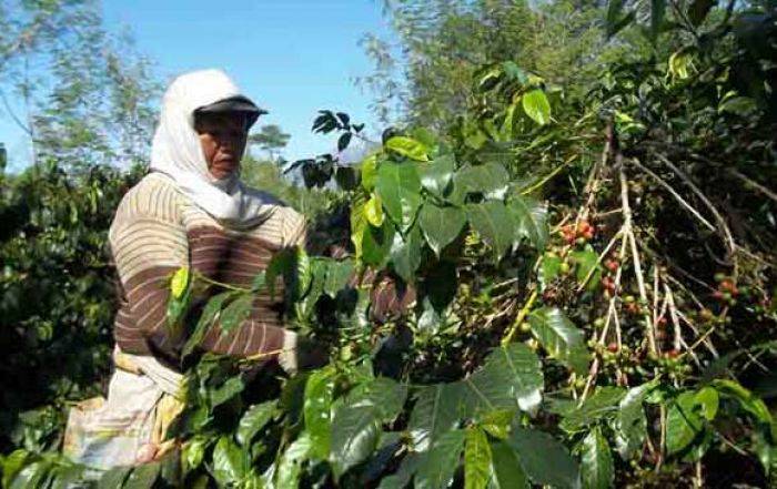Dolar Menguat, Harga Kopi Bondowoso Meroket Dolar Menguat, Harga Kopi Bondowoso Meroket