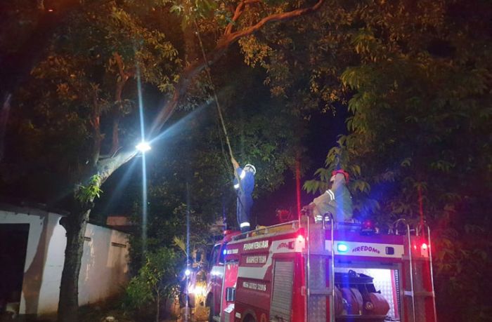Bikin Resah Warga, BPBD Tuban Bakar Sarang Tawon Ndas Jumbo Bikin Resah Warga, BPBD Tuban Bakar Sarang Tawon Ndas Jumbo