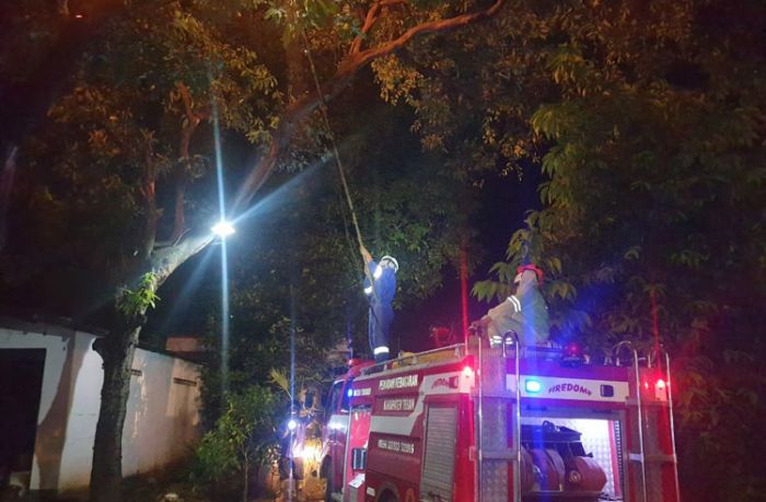 Bikin Resah Warga, BPBD Tuban Bakar Sarang Tawon Ndas Jumbo