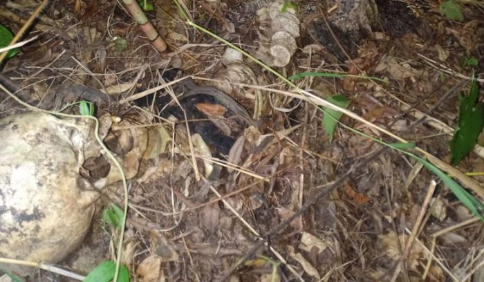 Ditemukan Tulang Kerangka Wanita di Hutan Lindung Ditemukan Tulang Kerangka Wanita di Hutan Lindung