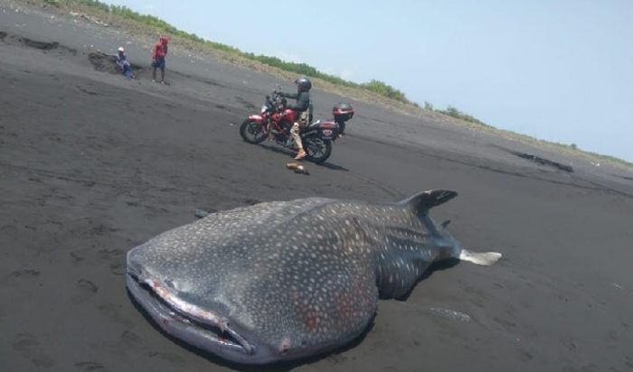 Penyu Hijau dan Ikan Hiu Tutul Terdampar di Pantai Jember Penyu Hijau dan Ikan Hiu Tutul Terdampar di Pantai Jember