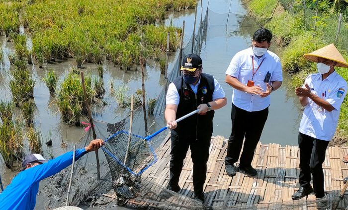 Bupati Kediri Panen Ikan Nila Perdana Budi Daya Sistem Minapadi