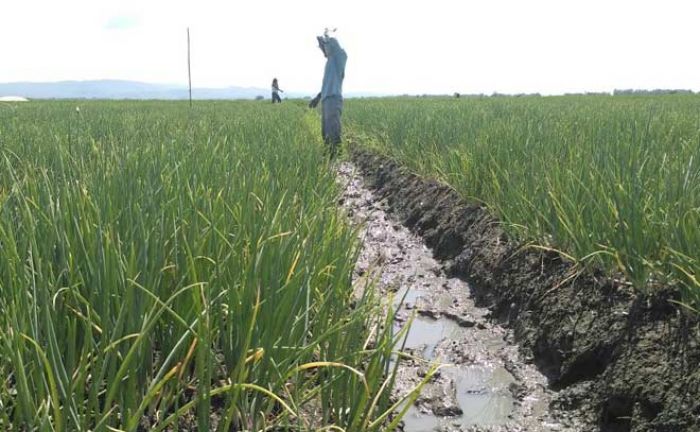Jelang Panen, Petani Bawang Merah di Tuban Was-was Harga Anjlok Jelang Panen, Petani Bawang Merah di Tuban Was-was Harga Anjlok