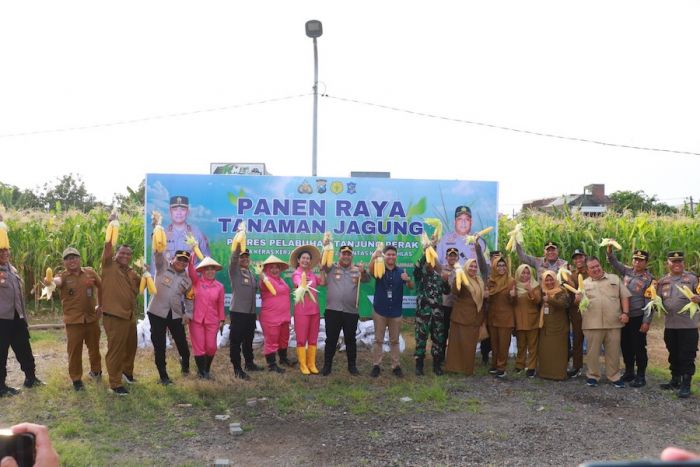 Polres Pelabuhan Tanjung Perak Panen Raya Jagung Bersama Kelompok Tani dan Mahasiswa Polres Pelabuhan Tanjung Perak Panen Raya Jagung Bersama Kelompok Tani dan Mahasiswa