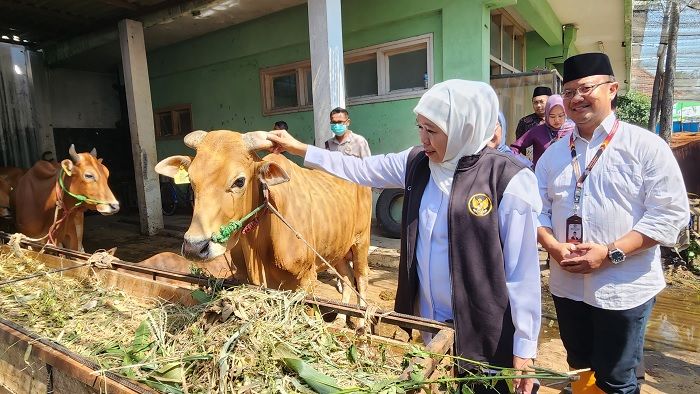 Tinjau RPH Pegirian, Khofifah Imbau Penyembelihan Hewan Kurban Terapkan Prinsip Animal Welfare Tinjau RPH Pegirian, Khofifah Imbau Penyembelihan Hewan Kurban Terapkan Prinsip Animal Welfare