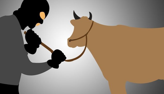 Maling Sapi Ditembak Polisi di Probolinggo Maling Sapi Ditembak Polisi di Probolinggo