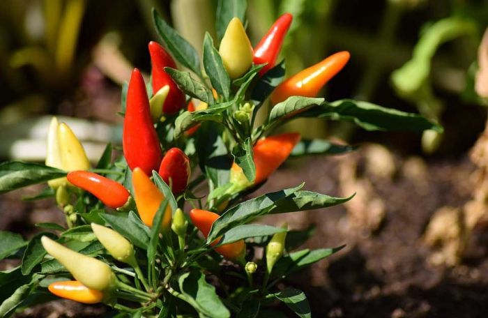Cabe Sekilo Tembus Rp51 Ribu, Berikut Rincian Harga Sembako Jatim 25 Desember 2024 Cabe Sekilo Tembus Rp51 Ribu, Berikut Rincian Harga Sembako Jatim 25 Desember 2024
