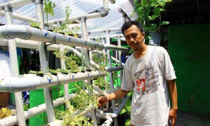 Kampung Hidroponik Pulo Wonokromo Manfaatkan Gang Sempit Kampung Hidroponik Pulo Wonokromo Manfaatkan Gang Sempit