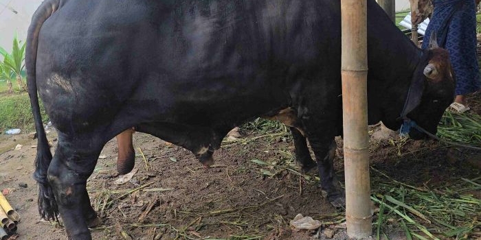 Sapi kurban kiriman Presiden Prabowo Subianto di Pondok Pesantren Amanatul Ummah Pacet Mojokerto Jawa Timur,  Selasa (26/6/2026). Foto: m mas