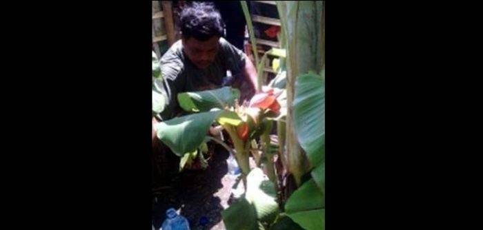 NYELENEH-Kadus Teguh Priyanto pamerkan pisang aneh milik warganya. (gunadhi/BANGSAONLINE)