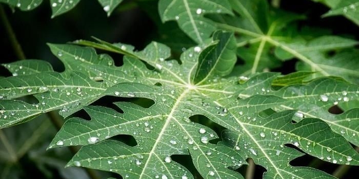 Daun Pepaya dapat Hilangkan Aroma Amis Pada Daging? Berikut Cara Mengolah Daging kurban yang Tepat. Foto: Ist