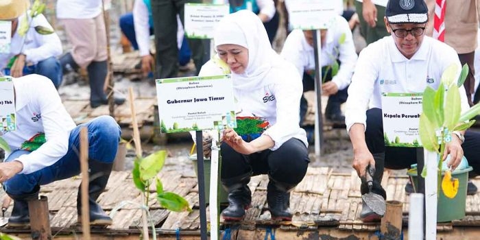 khofifah-dorong-rehabilitasi-mangrove-jadi-strategi-ekonomi-biru-berkelanjutan