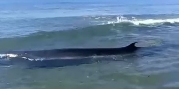 Mamalia paus terdampar di Bibir Pantai