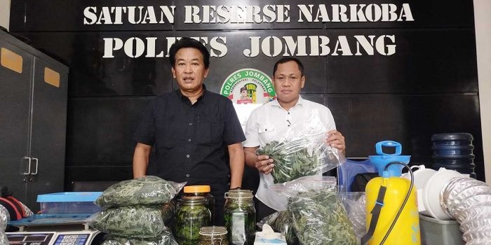 Konferensi pers terkait penemuan 166 pohon ganja dan minuman fermentasi ilegal yang digelar Satresnarkoba Polres Jombang.