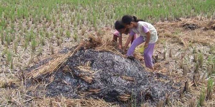 GAGAL PANEN - Akibat El Nino, sudah ribuan hektar sawah gagal panen.