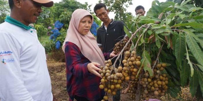 Direktur Buah dan Florikultural Kementan RI, Ir. Sri Wijayanti Yusuf saat menghadiri panen perdana buah kelengkeng di Tuban.