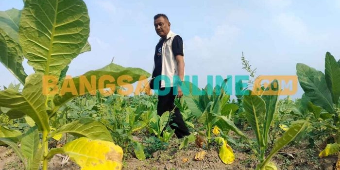 cuaca-basah-tekan-harga-tembakau-di-kabupaten-probolinggo