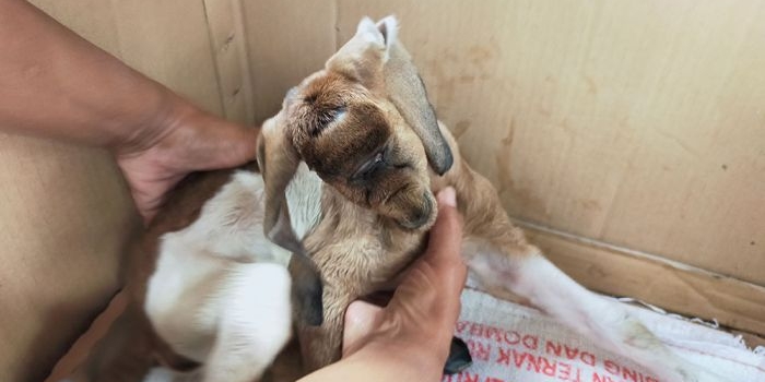 Kambing milik Siti (45) warga Lingkungan Tawangbrak Kelurahan Tawangsari, Kecamatan Garum, Kabupaten Blitar, yang lahir dengan satu mata.