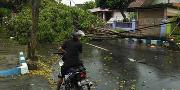 Pohon tumbang di Jl Dr. Soetomo, saat diterjang puting beliung. 