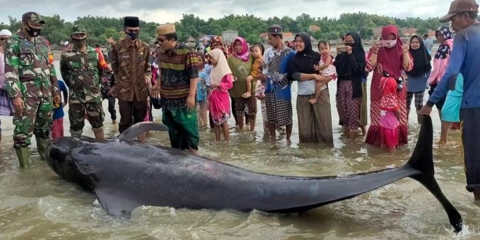 Ikan paus yang terdampar di pesisir Modung Bangkalan Madura jadi tontonan masyarakat sekitar. Tampak KH Muchlis Muhsin bersama camat dan aparat keamamanan serta masyarakat setempat. foto: ist/ bangsaonline.com