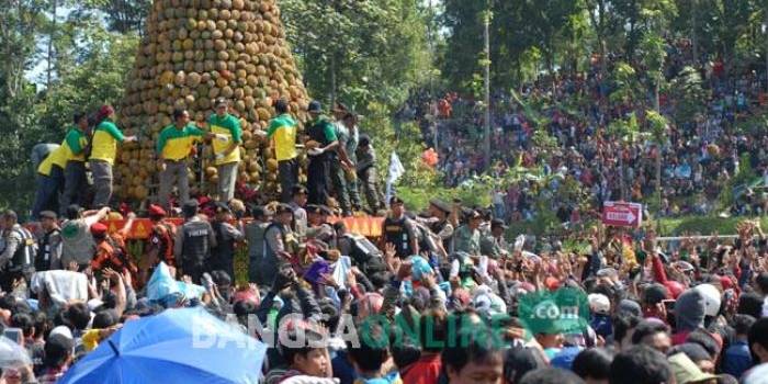 MENGGUNUNG: 2016 durian yang disusun menjulang dalam acara Kenduri Durian Wonosalam. foto: rony suhartomo/ BANGSAONLINE