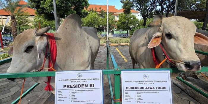 presiden-prabowo-dan-khofifah-emil-kompak-pilih-sapi-lokal-peranakan-ongole-untuk-kurban