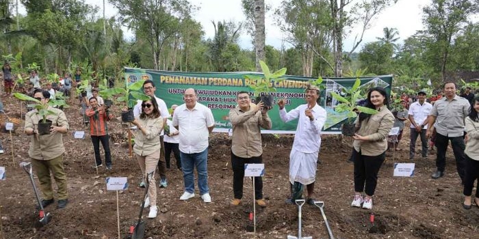 Wamen ATR/BPN saat melakukan penanaman pisang cavendish di Desa Asahduren, Kabupaten Jembrana, Bali.